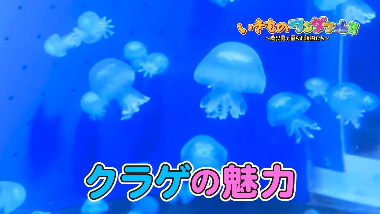 【いきものワンダフル!!】クラゲの魅力
