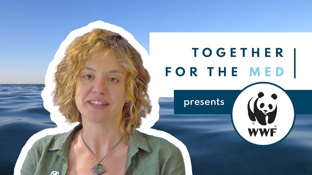 Together for the Med: Meet Giulia Prato, reducing shark bycatch an seafood fraud in the Adriatic Sea