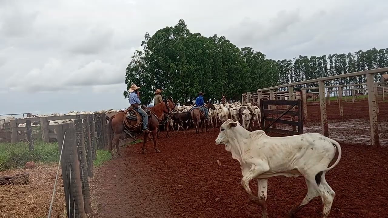 Conferindo a bezerrada para soltar para o @chacaracomediaselvagem6832  parte 10