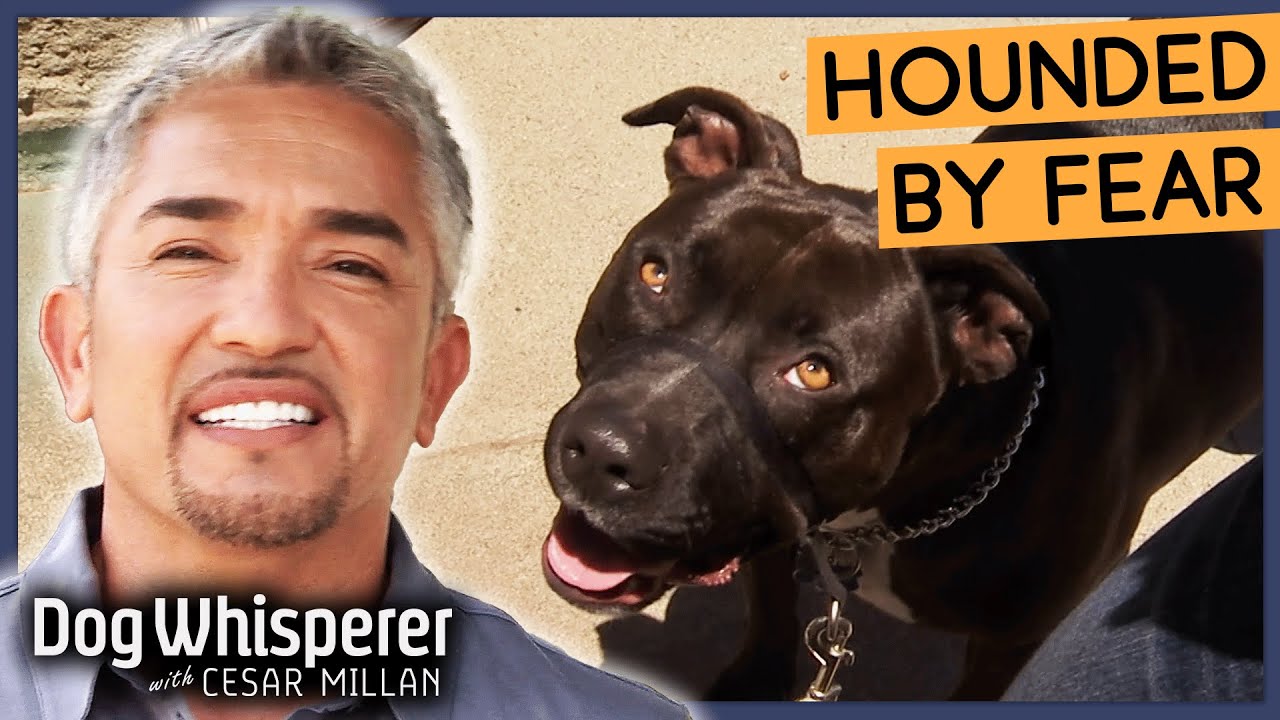 Cesar Millan Helps Woman Overcome Fear Of Pitbull! | Season 8 Episode 6 | Dog Whisperer