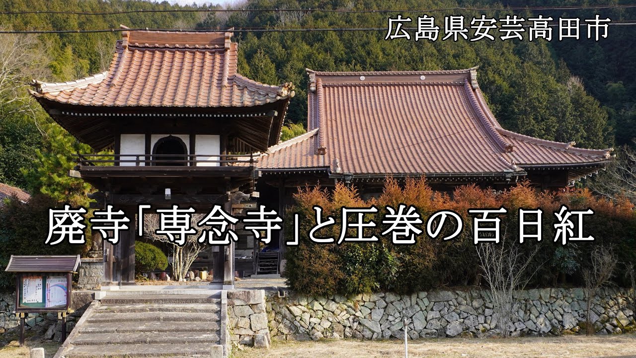 広島県安芸高田市　廃寺「専念寺」と圧巻の百日紅