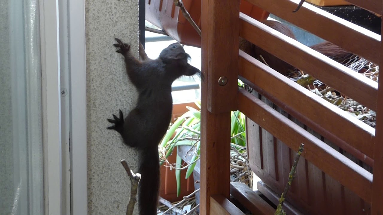 Vier junge Eichhörnchen klettern auf dem Berliner Bio-Balkon im 6. Stock. Mama futtert Haselnuss.