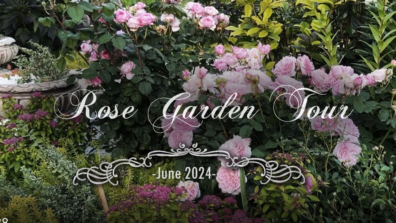 Summer Rose  Garden Tour with names-Part 1|June2024|David Austin,Kordes,Tantau,Meilland, Tom Carruth