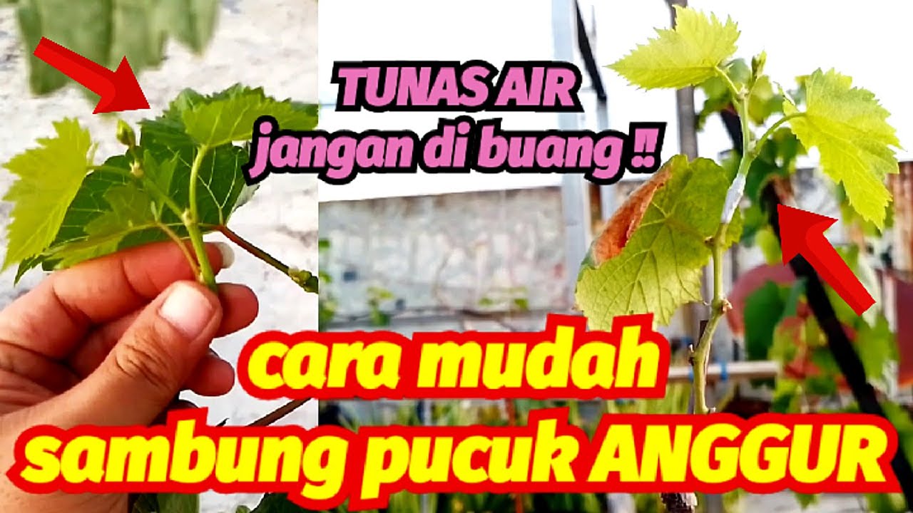 Cara mudah sambung pucuk anggur | 7 hari sudah jadi !!