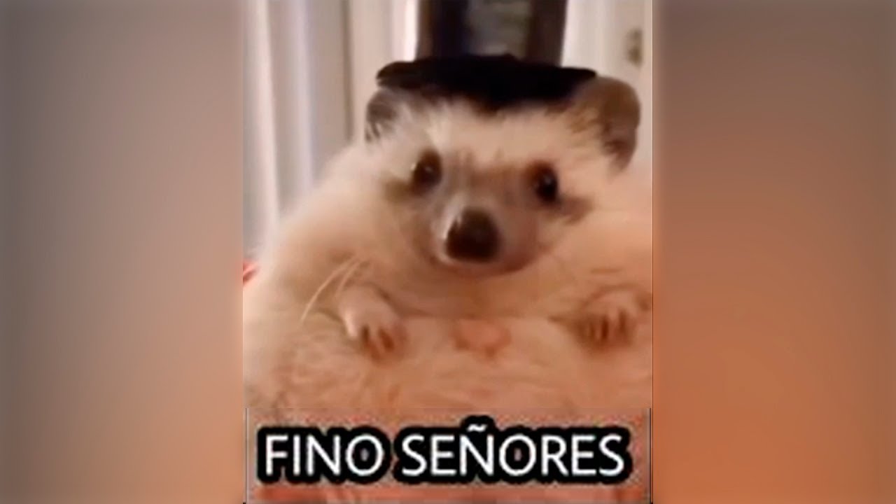 MEMES MUY XD #100