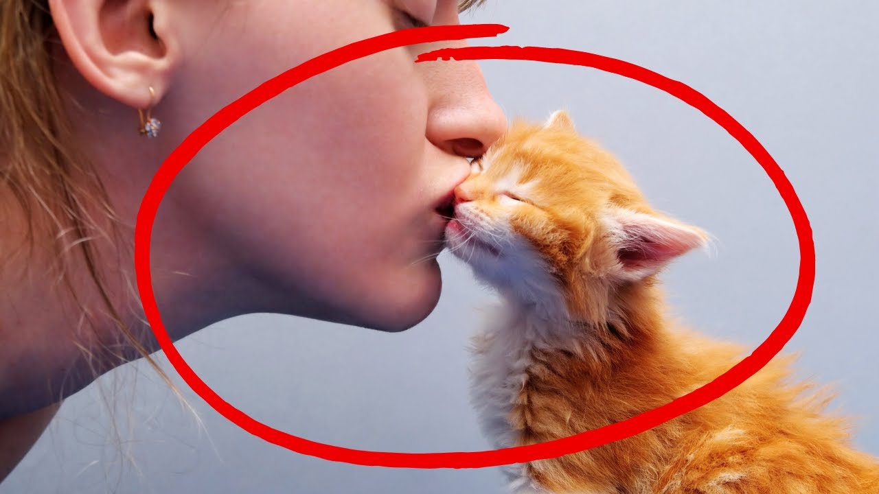 Have You Ever Kissed Your Cat? Understand How Cats Perceive Kisses
