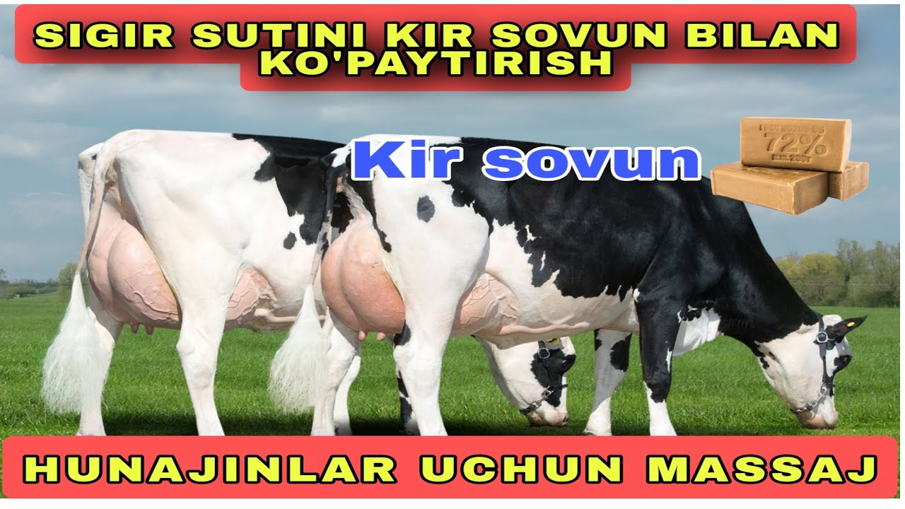Kir sovun sutni ko&rsquo;paytiradimi? Sinalgan uslub endi yem berish&hellip;