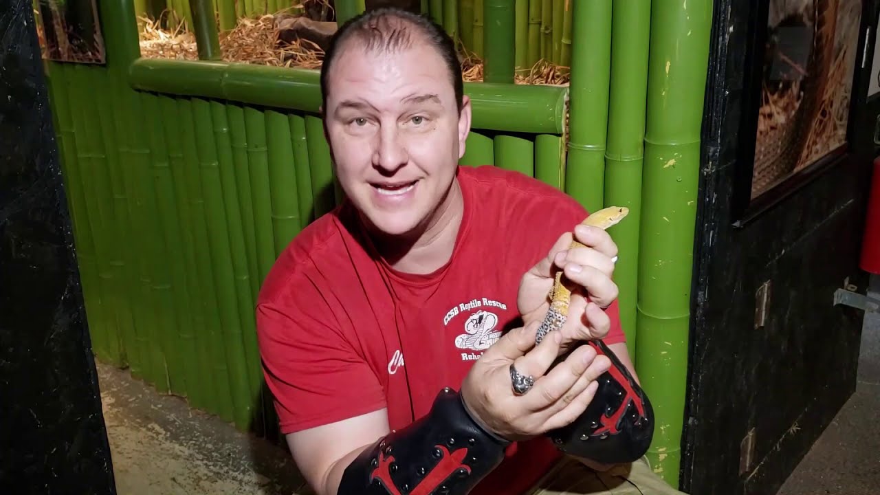 Cryptosporidium in Leopard Geckos    ( Crypto )
