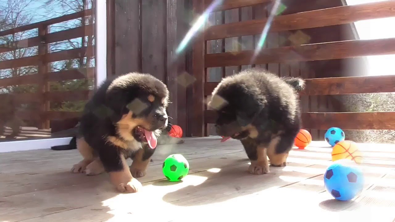 Puppies of the Tibetan mastiff/ two months/