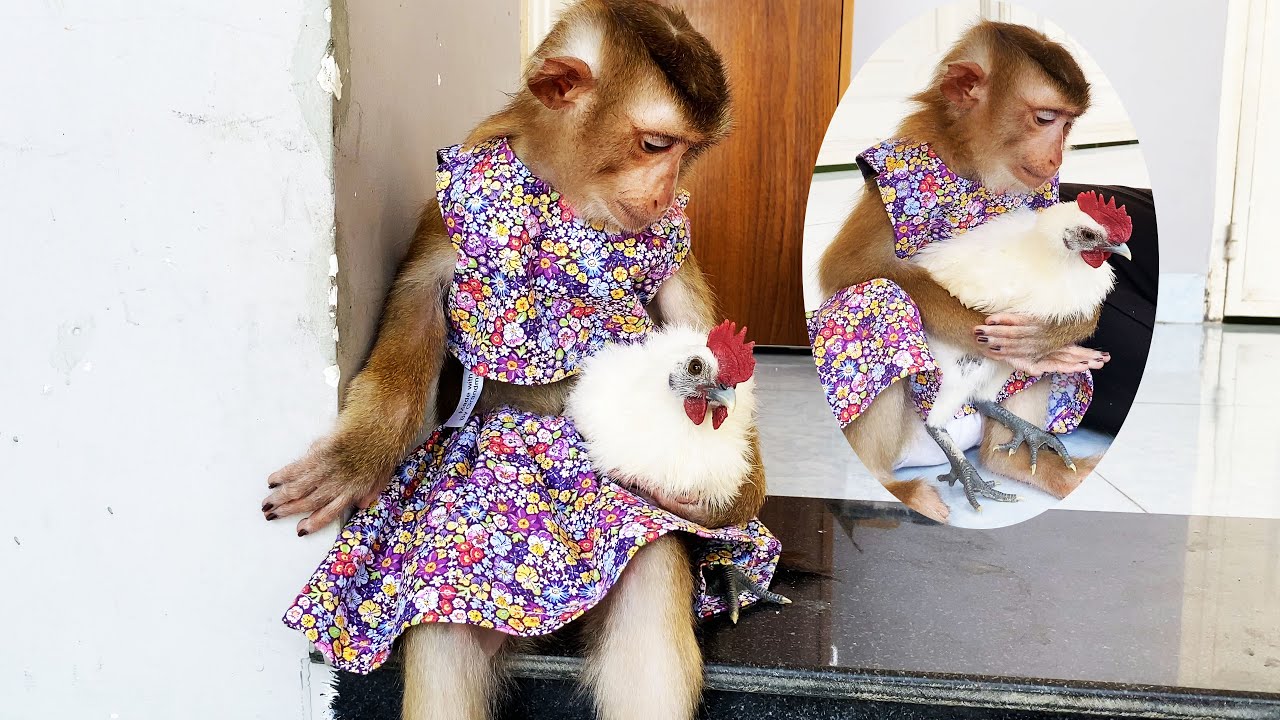 An extremely special friend! Monkey Lyly adopts a poor chick!