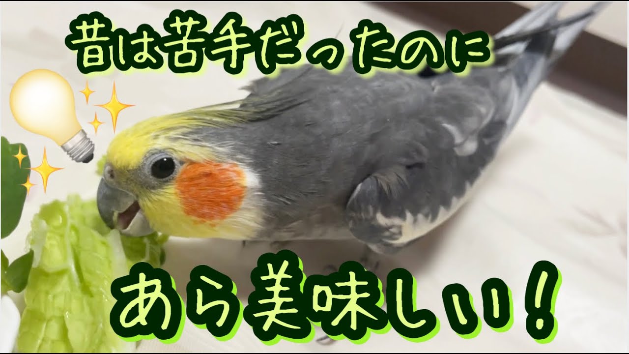 年齢と共に食の好みも変わる? 16歳オカメインコの野菜事情