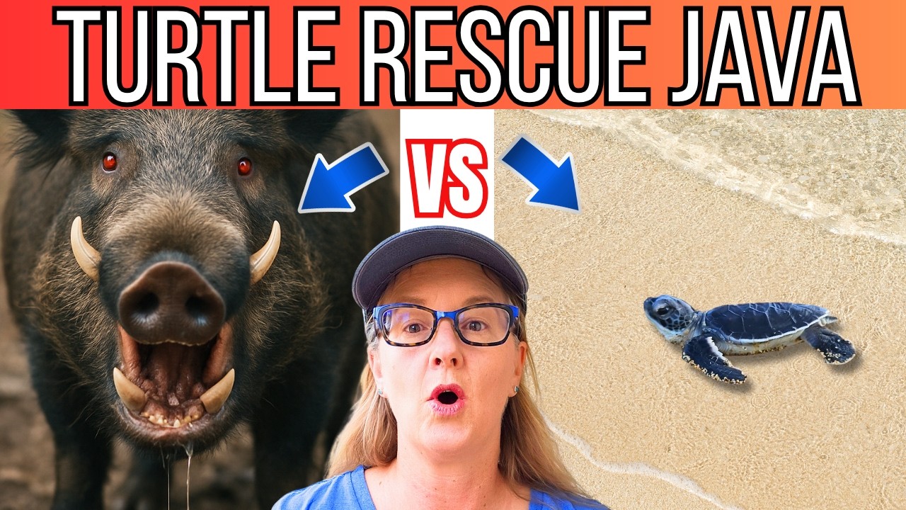 Can We Help Save Sea Turtles From Extinction? | Sukamade Turtle Rescue