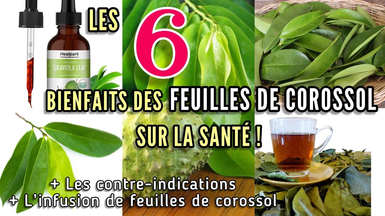 Les bienfaits des feuilles de corossol sur la santé !