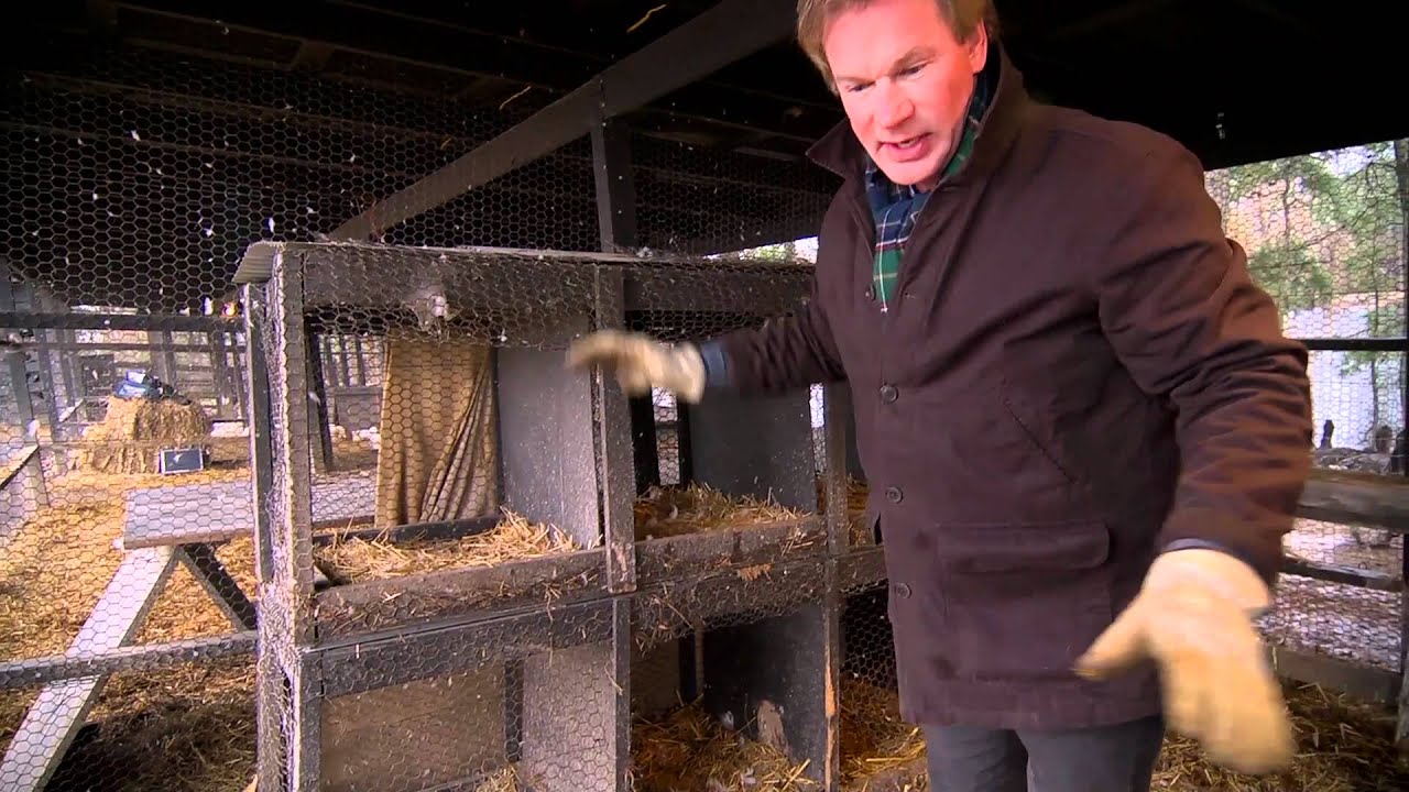 Taking Care of Muscovy Ducks | Farm Raised With P. Allen Smith