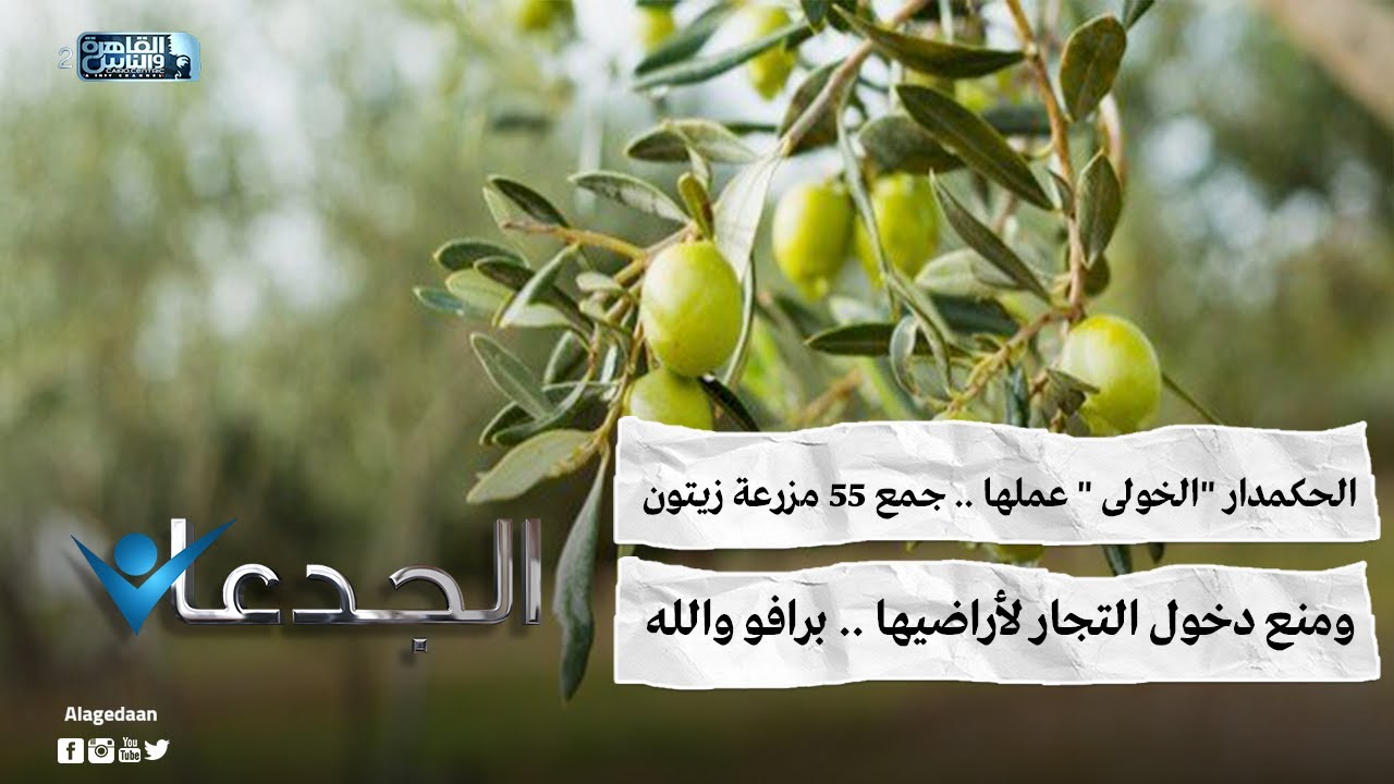 الحكمدار 