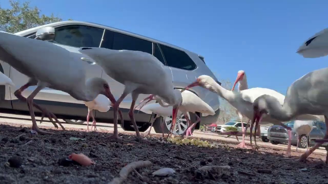 Feeding the Birds