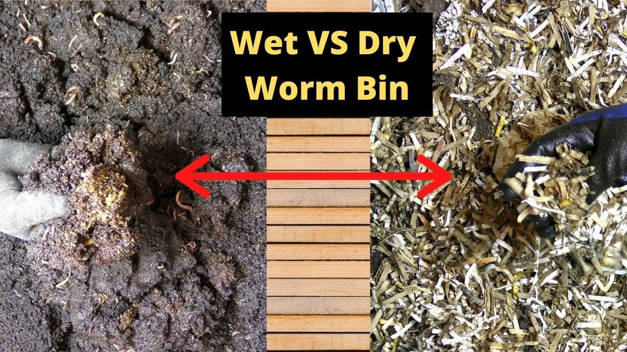 Wet or Dry Worm Bin for Composting?