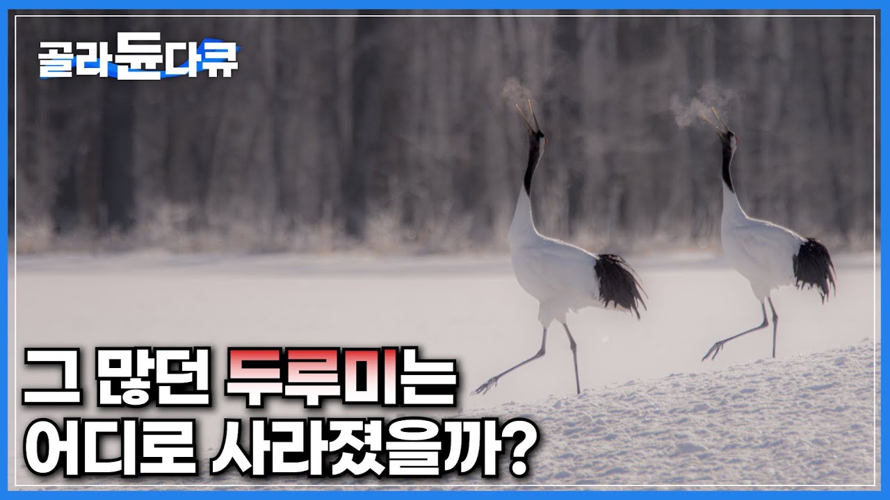 5,500만년 전 화석에서도 발견될 만큼 오랜기간 살아남은 두루미, 어째서 멸종위기종이 됐을까?│한국 뿐 아니라 세계적으로 귀해진 두루미의 현 상황│하나뿐인지구│#골라듄다큐