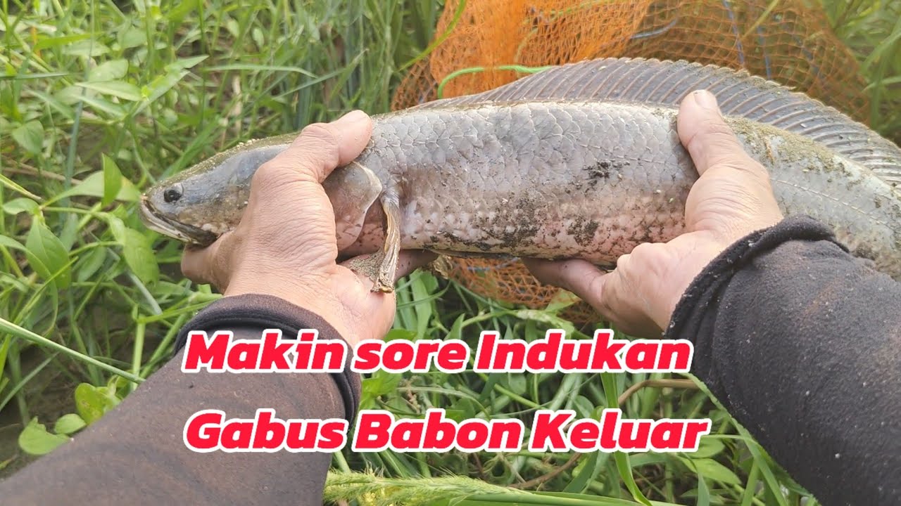 Makin Sore Babon Gabus Keluar Alhamdulillah #fishing #mancing #casting