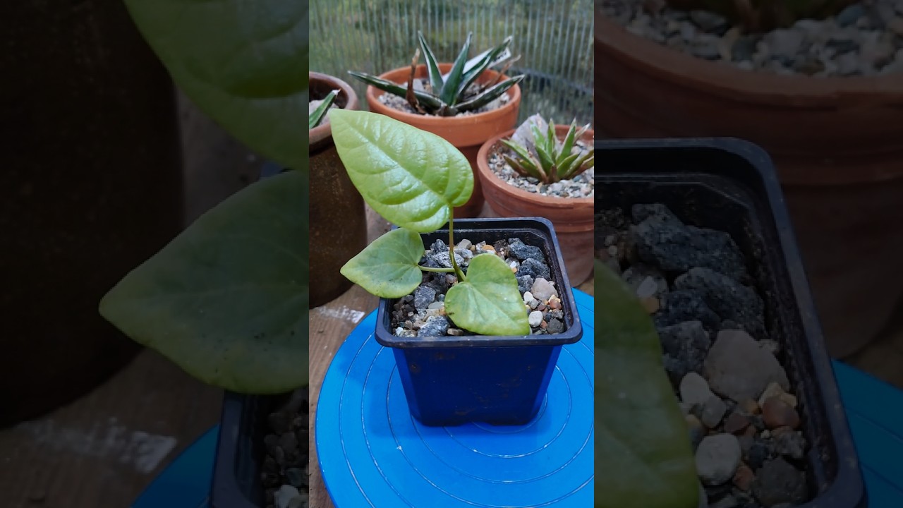 Bombax ellipticum 🌱 #fromseed #bombax #caudex #caudexplants #succulents #plants #greenhouse