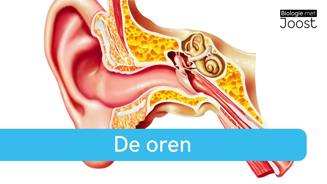 Oren | Zo werkt je gehoor | Samenvatting