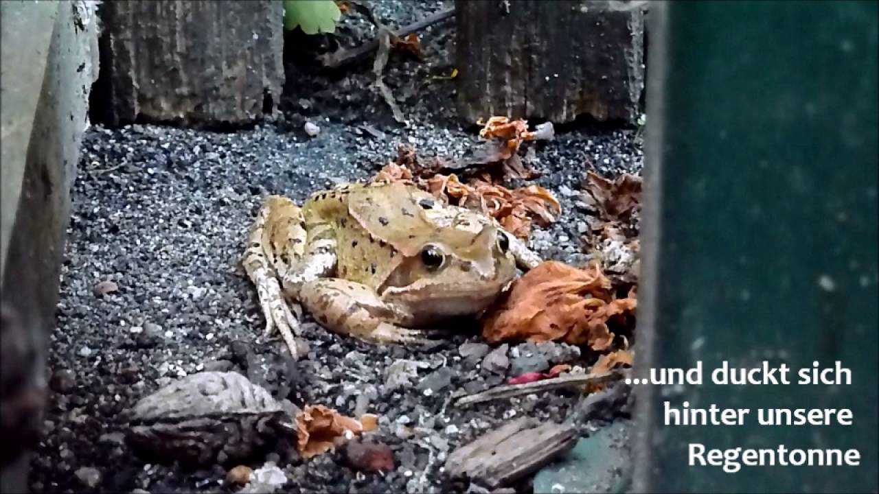 Hummeltischler's Tierwelt in und neben der Hummelpension