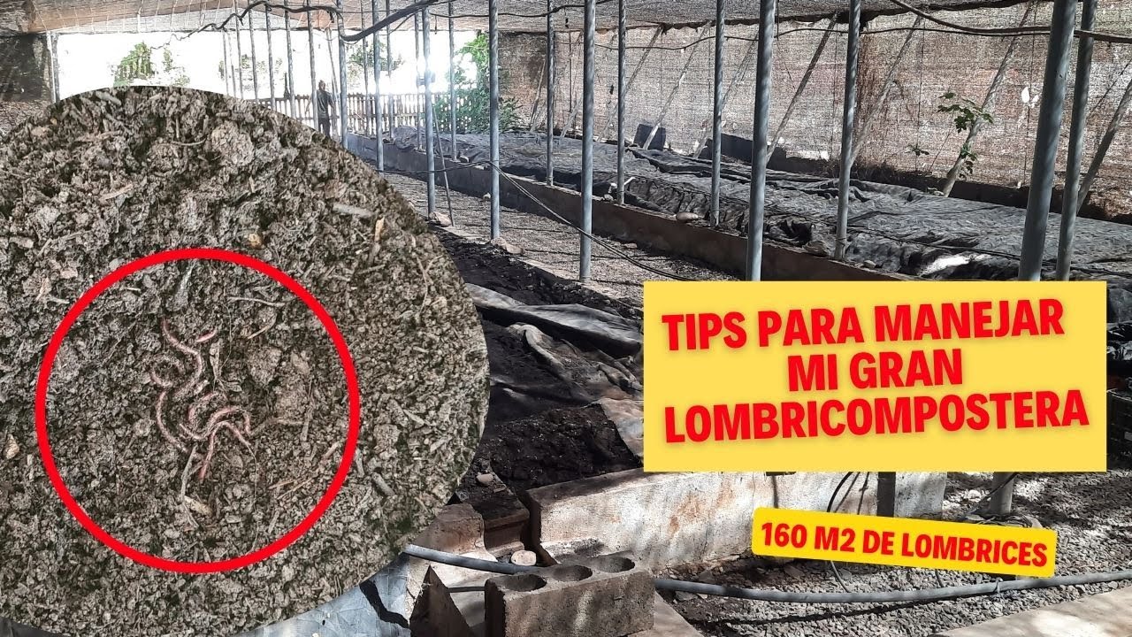 TIPS para manejar MI GRAN LOMBRICOMPOSTERA  (160 m2 de LOMBRICES)