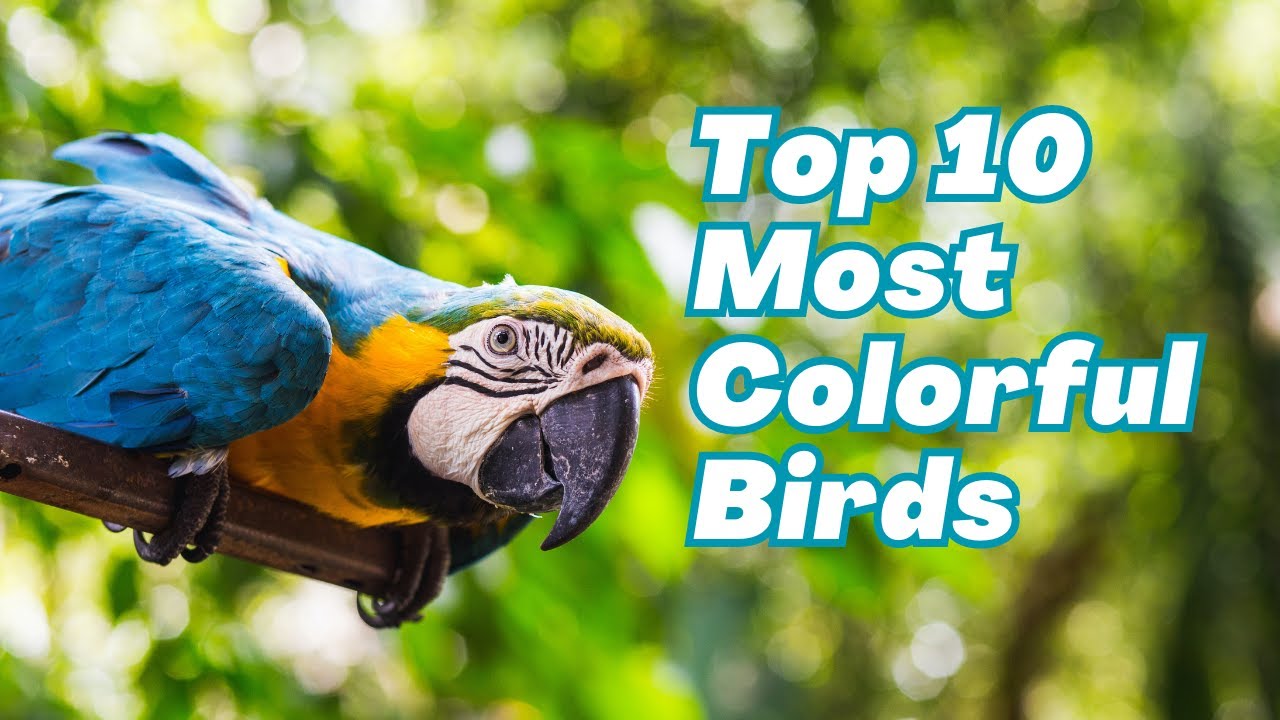 The Top 10 Most Colorful Birds
