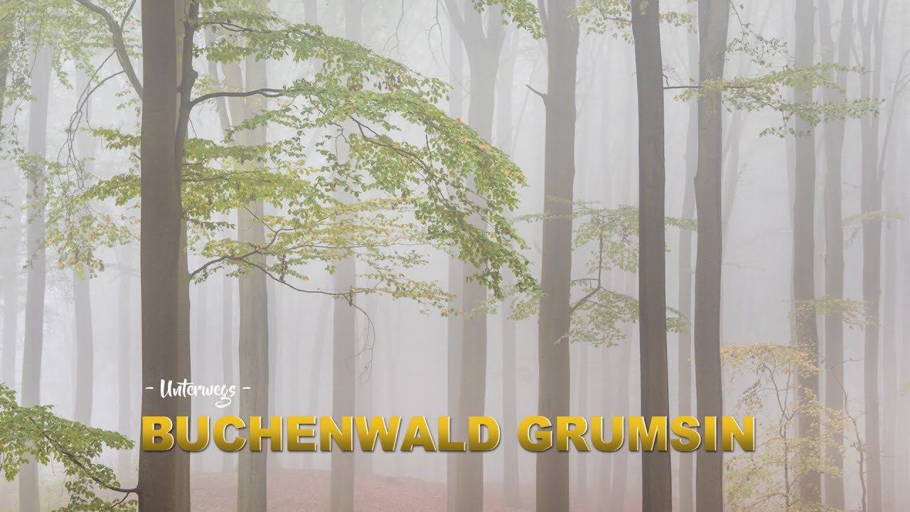 Unterwegs - Buchenwald Grumsin