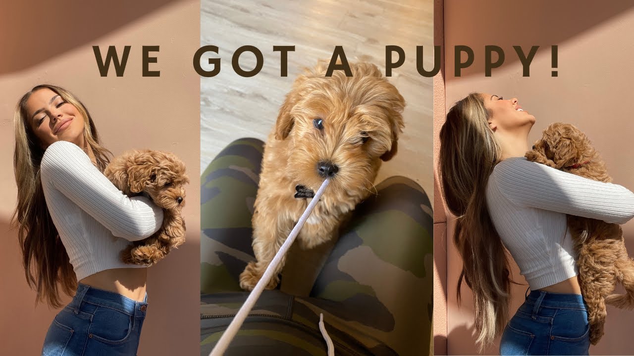 WE GOT A PUPPY! | First Few Days With Our 9 Week Old Micro Mini Golden Doodle