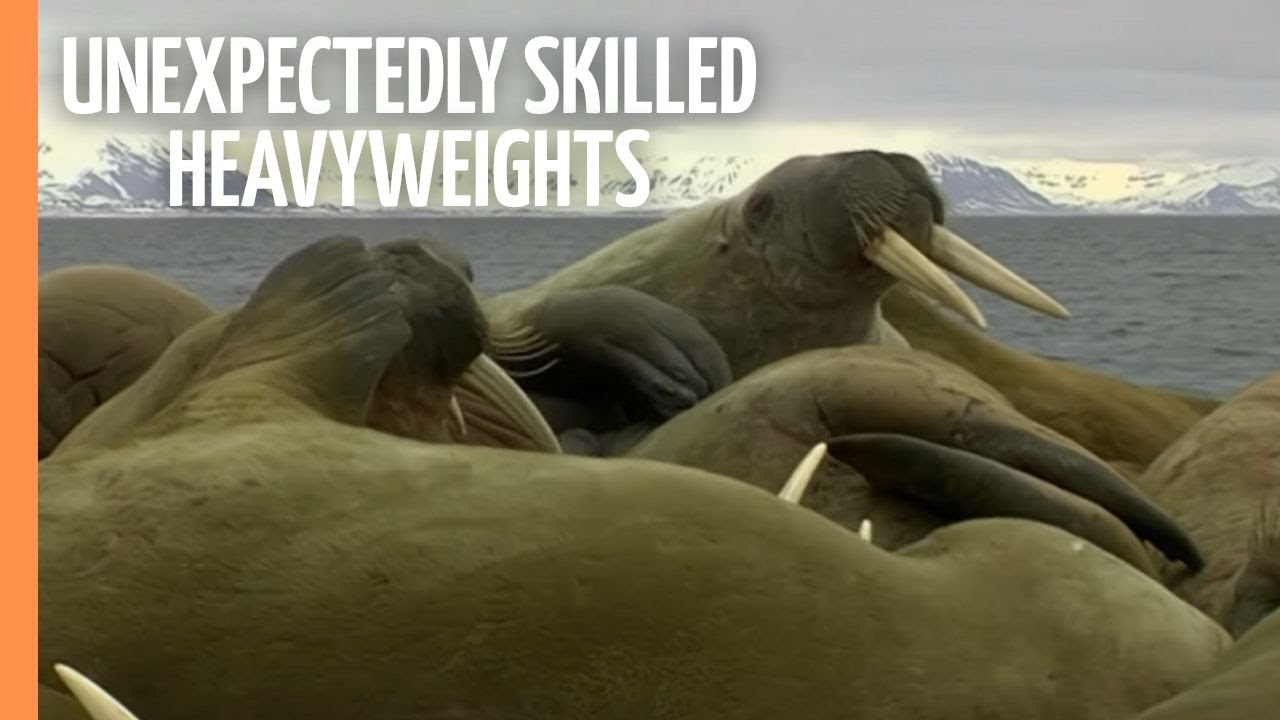 Walruses - Unexpectedly skilled Heavyweights | Full Documentary