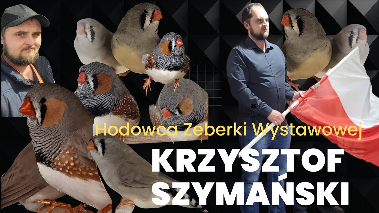 Wirtualny Hodowca odc.12.Krzysztof Szymański-Zeberka Wystawowa.