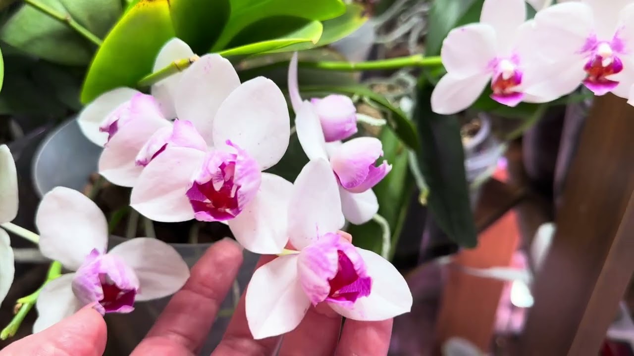 ОРХИДЕИ НА КОМОДЕ 🌸🌺🌸 цветение ( включила злобного блогера ) часть 2 
