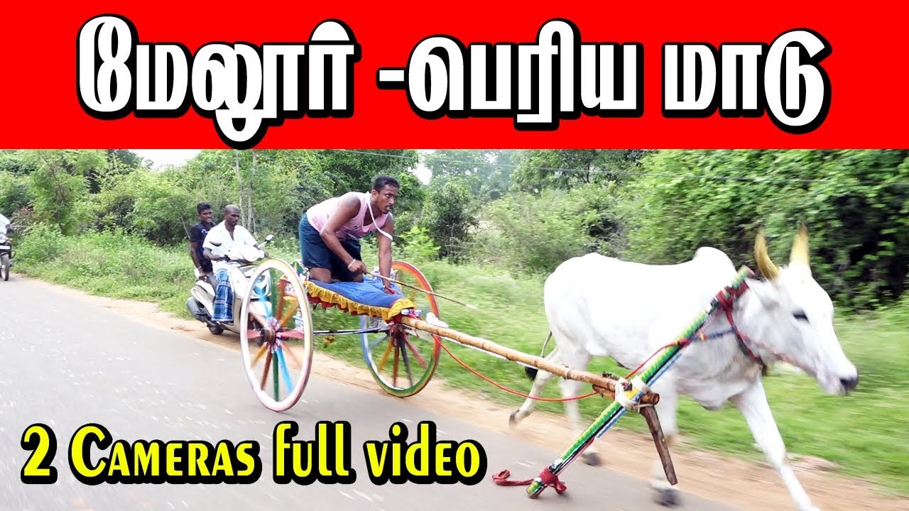 மேலூர் - பெரியமாடு 2 கேமரா முழு வீடியோ  -20.10.2019-Melur Periyamadu panthayam  2 camera full video