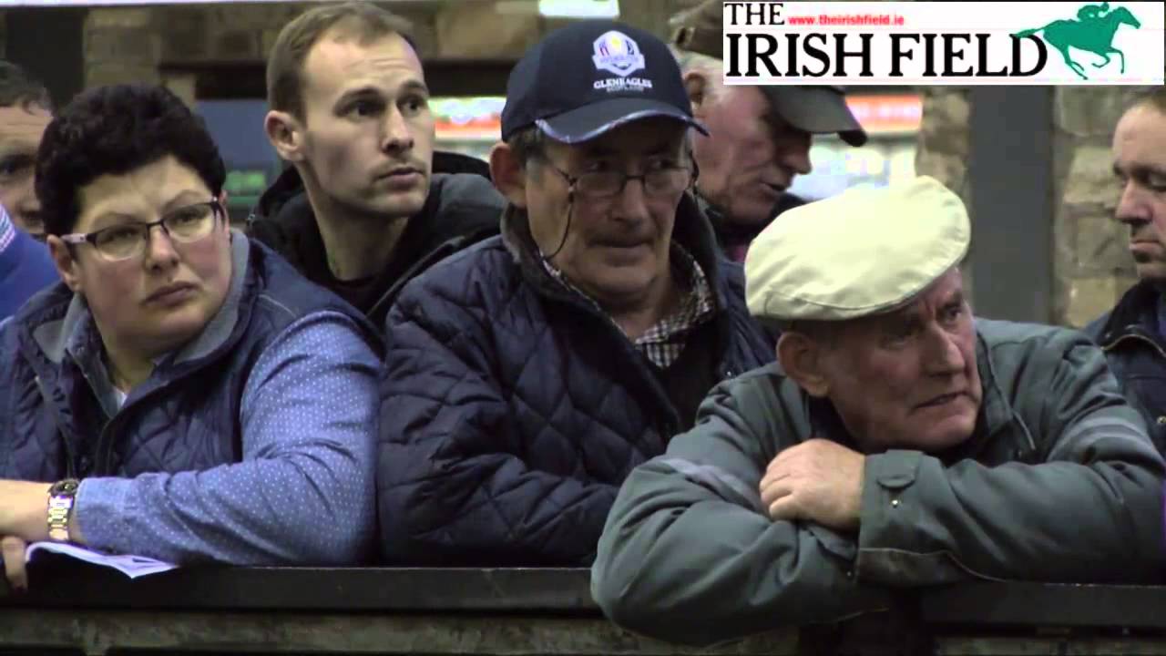 Cavan Elite Foal Sale 2015