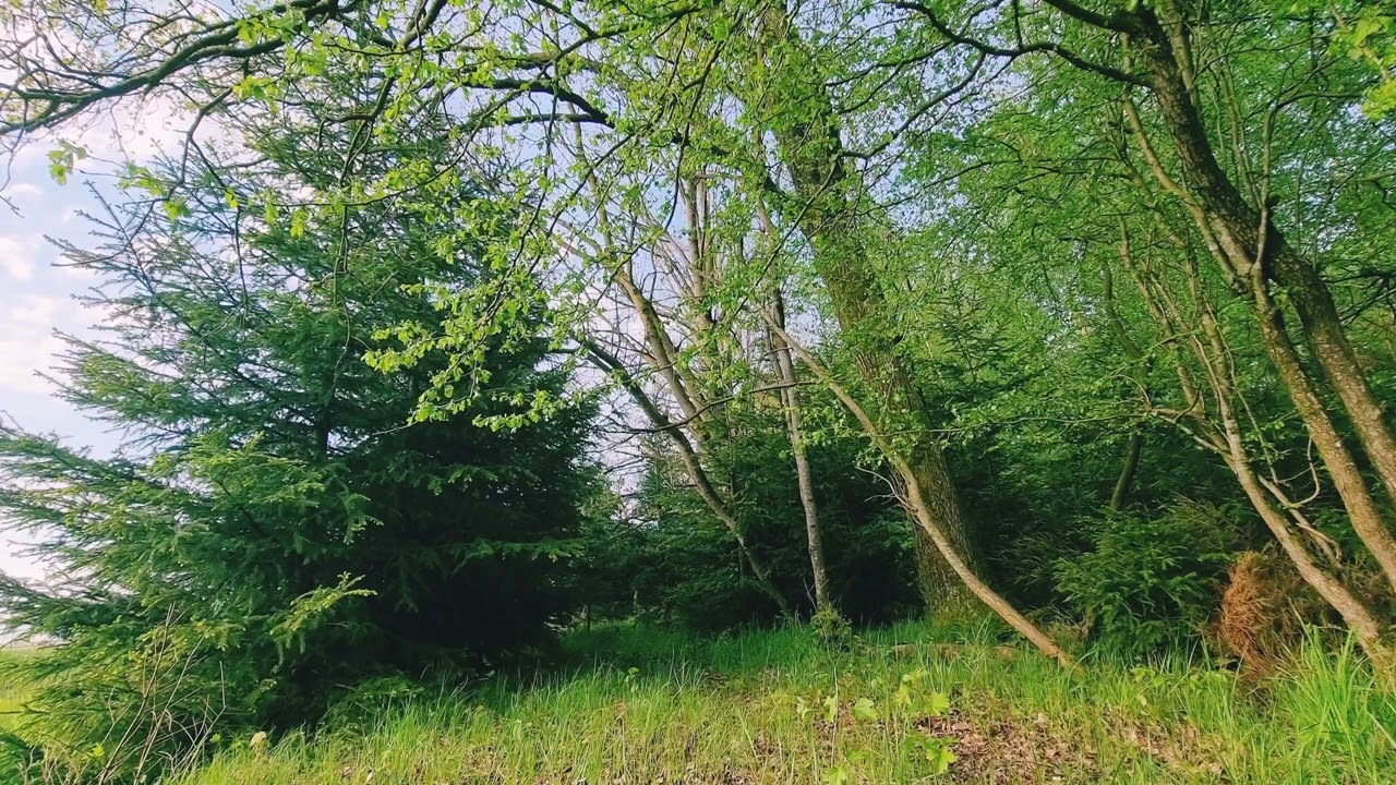 Birds sound in the forest 🌳  raven and bumblebee 🐝 #nature #sound #relaxation #outdoor