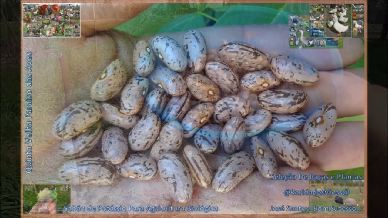 Como semear 1kg de feijão para dar cem kg de feijão verde. Não basta jogar as sementes na terra.