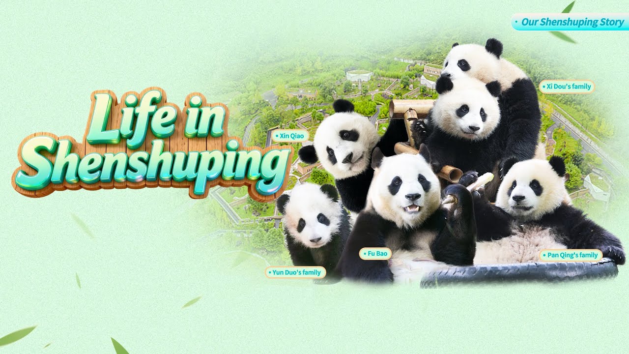 Broadcast: Pandas’ Life In Shenshuping | iPanda