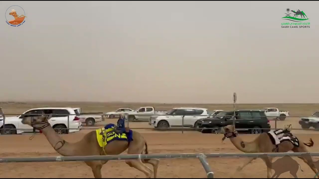 الشوط الاول قعدان مفاريد /  رجوان نادر راجي العنزي