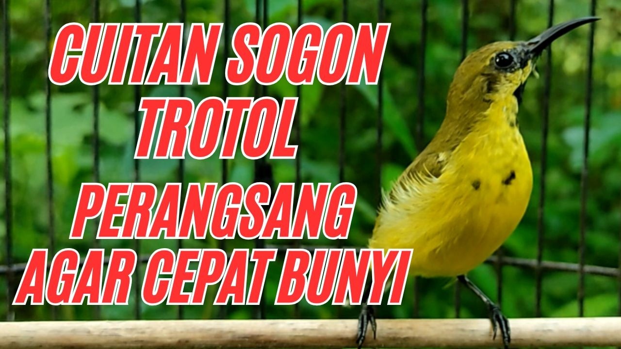SOGON TROTOL  NGRIWIK PANCINGAN EMOSI‼️ BIKIN CEPAT  NYAUT SEMUA SOGON❗ PART 31