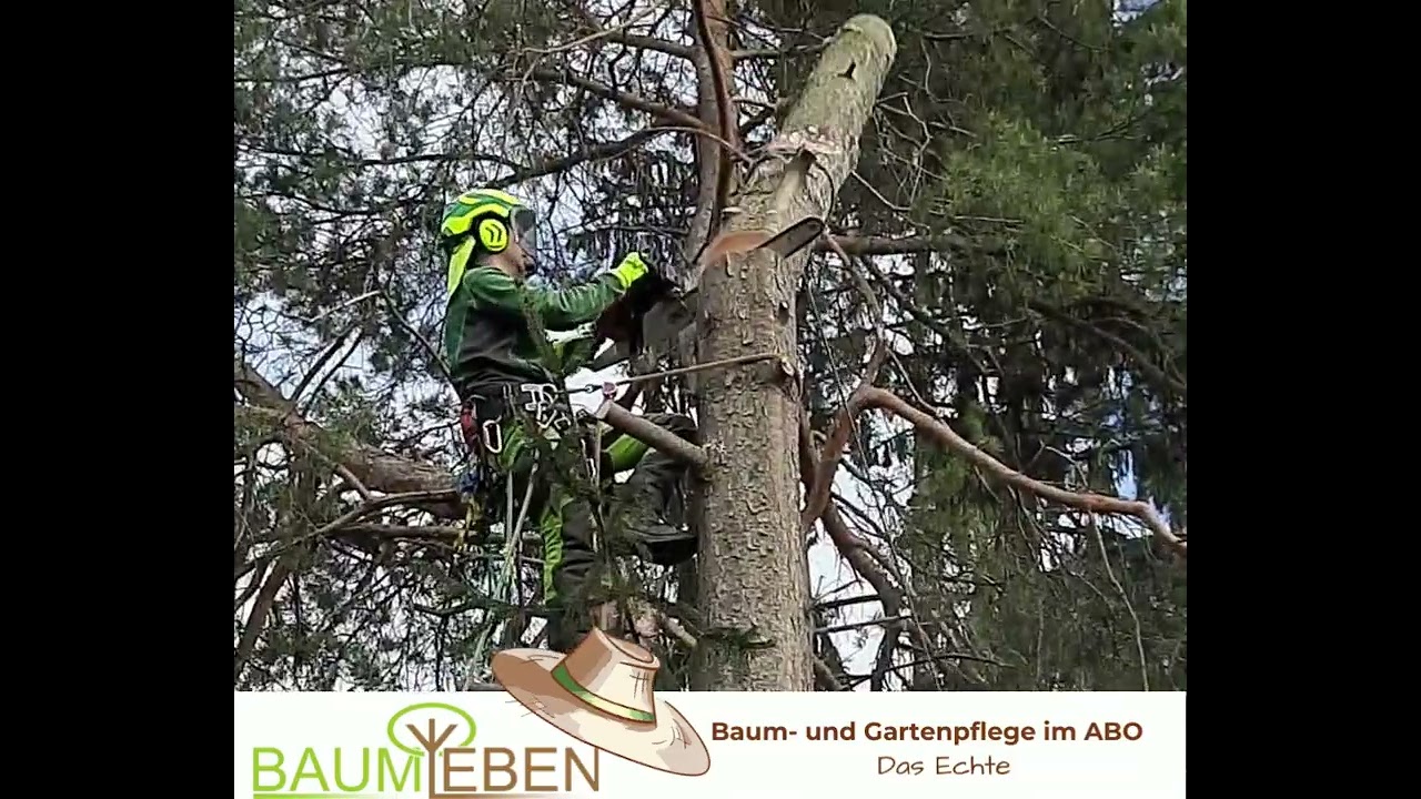 Baumleben - Baumstamm abseilen - wenn Baumler schneiden