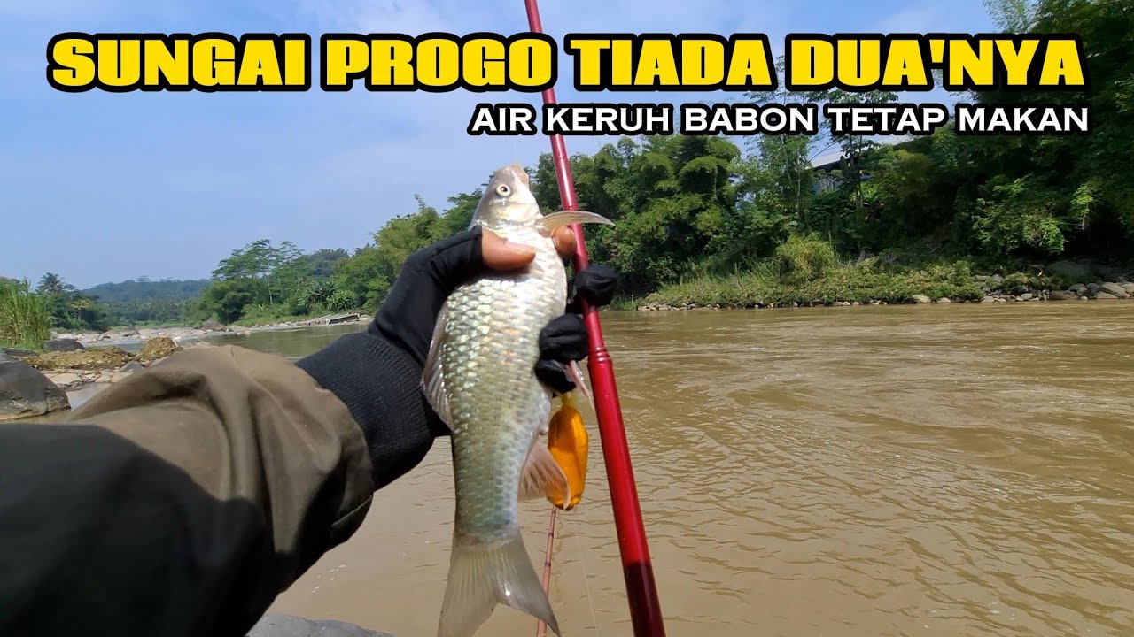 SENSASINYA SUNGAI PROGO❗️NILEM BABONNYA MOLAI MAKAN ‼️