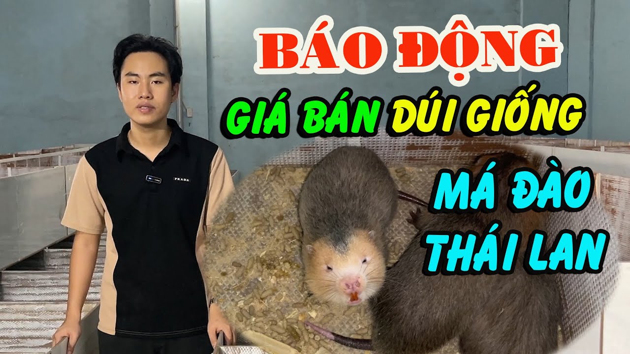 Báo Động Giá Bán Dúi Giống Má Đào Thái Lan Mới Nhất Tại Miền Nam, Trại Dúi Giống Đồng Nai | CNV
