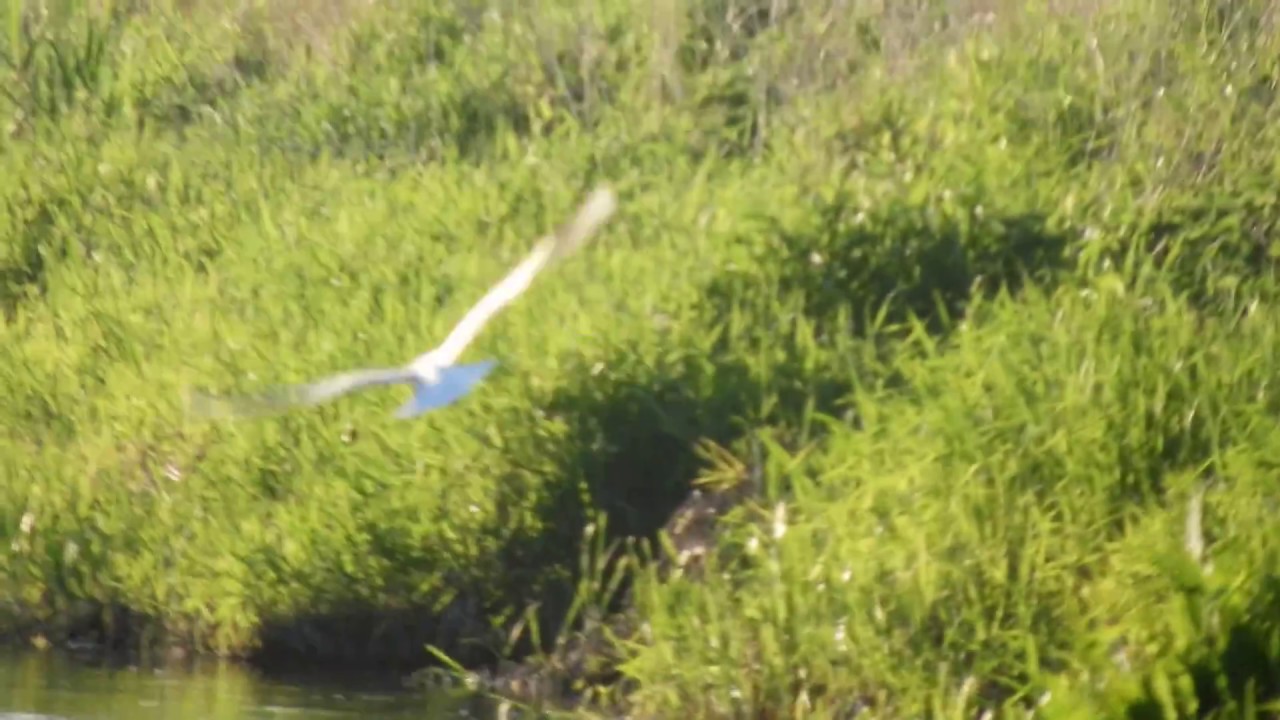 Jak łączą się rzeki Pisia Tuczna i  Pisia Gągolina w gminie Baranów, Wyczółki, Strumiany. 05.2018