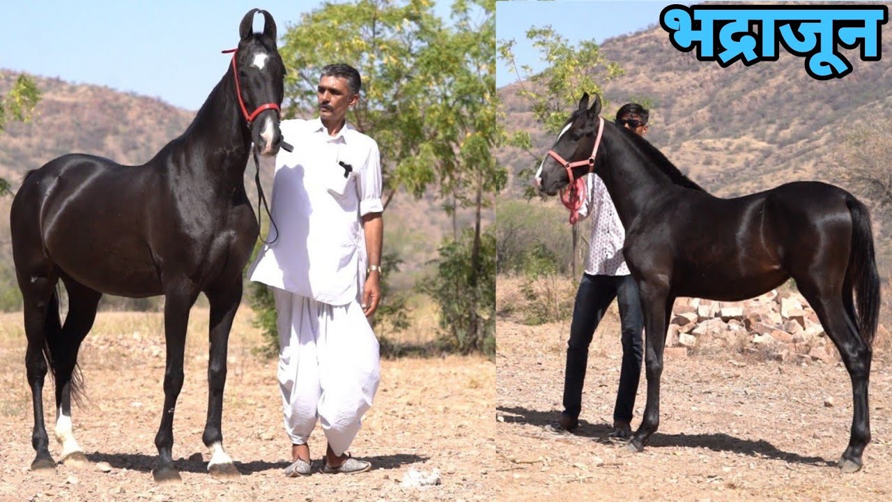 तूफ़ान की बेटी 22 साल की घोड़ी करंट तूफ़ान जैसा