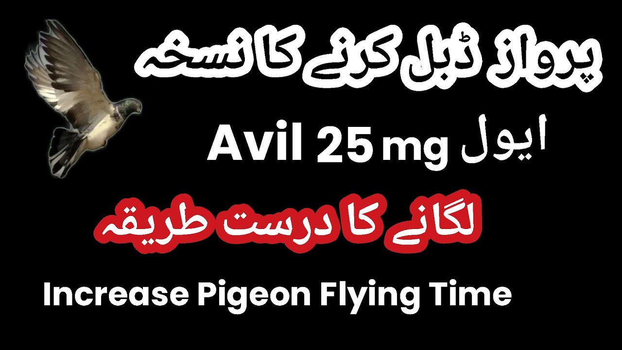 Kabootar Ki Parwaz Kholne Ka Nuskha || Avil 25mg Lagane Ka Drust Tarika || Informative | پروازی نسخہ