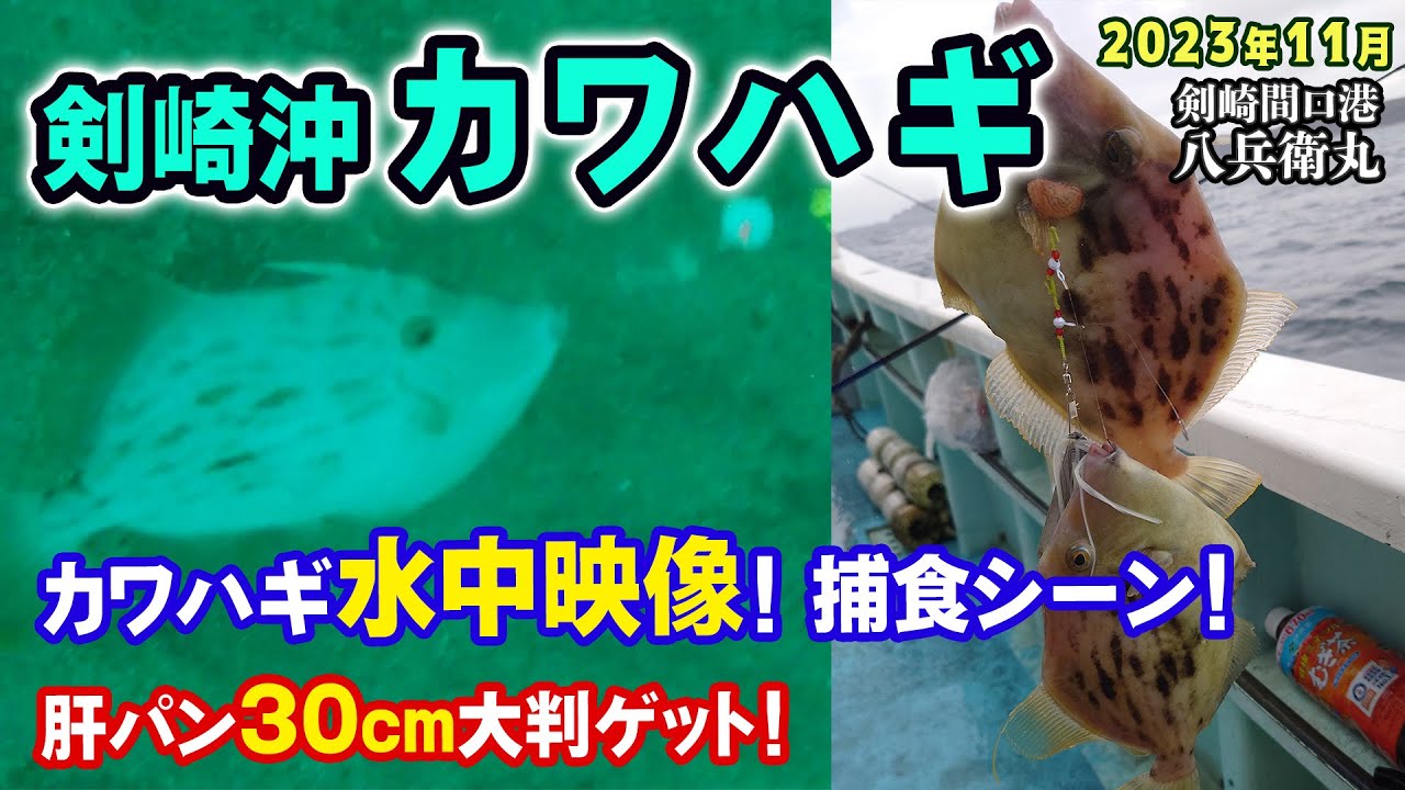 【剣崎沖カワハギ】カワハギ水中映像＆エサ捕食シーン★肝パン30cm大判カワハギGET！【剣崎松輪 八兵衛丸】《4K動画》2023.11.12