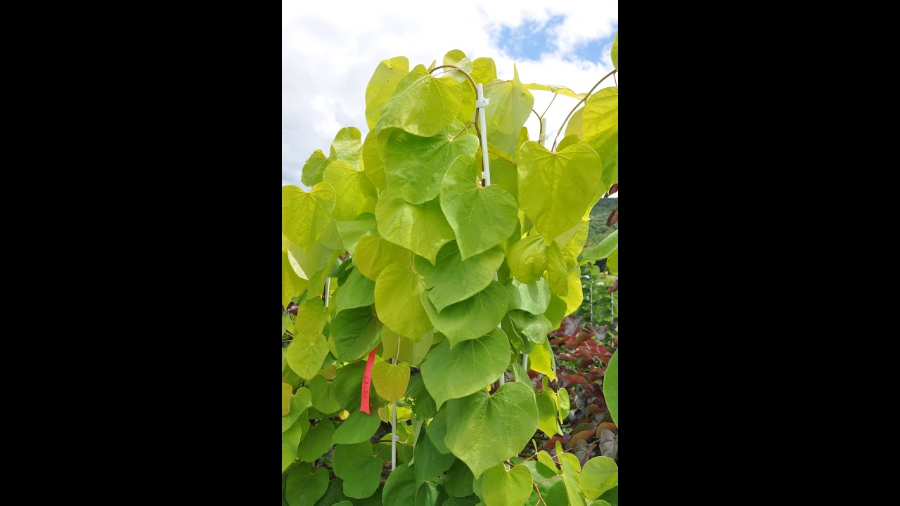 Weeping Redbuds (Cercis cultivars) by Larry Hatch #Short