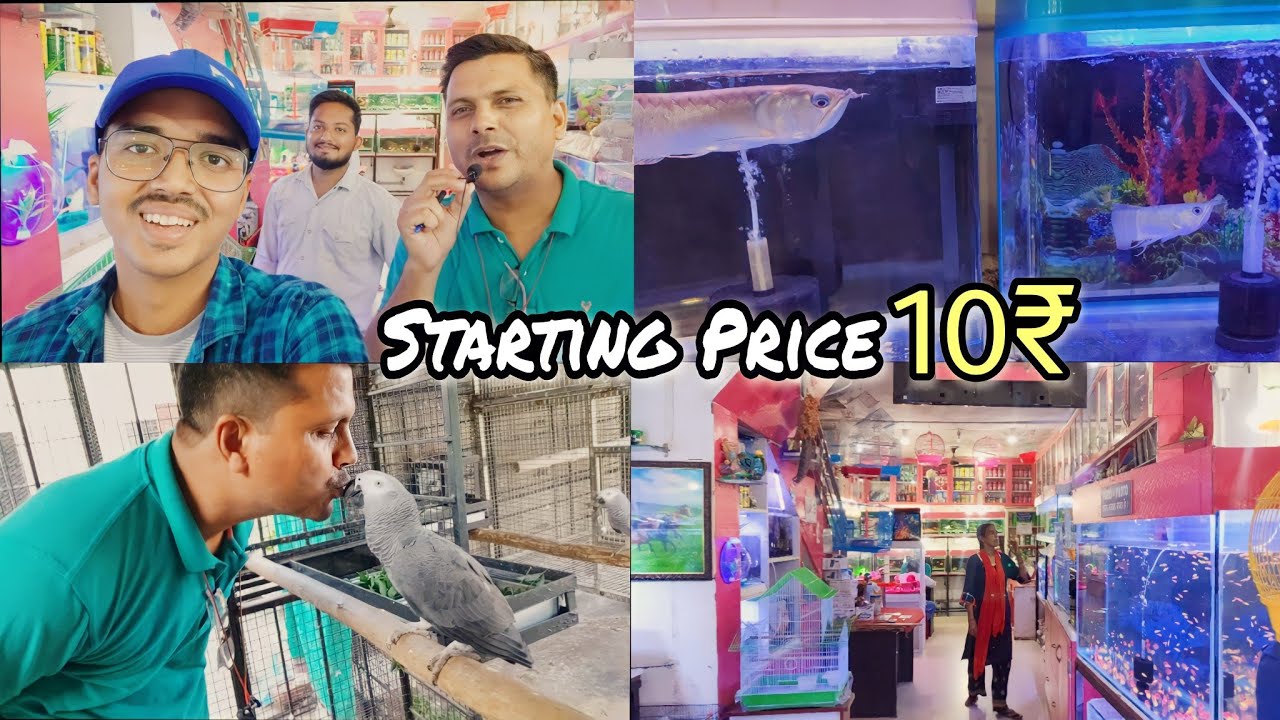 Kunal Aquarium Shop In Gwalior | Cheapest fish shop in gwalior | Fish Prices 🐠🐟
