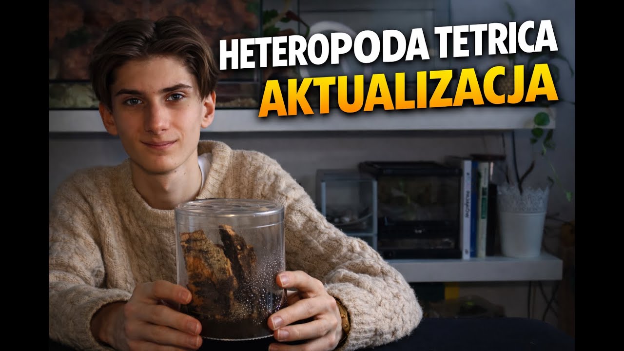 🕷️ ОБНОВЛЕНИЕ ПО HETEROPODA TETRICA 🕷️